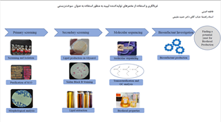غربالگری و استفاده از مخمرهای تولیدکننده لیپید به منظور استفاده به عنوان سوخت زیستی / فاطمه امینی